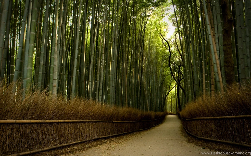 Download The Bamboo Trail Wallpaper, Bamboo Trail iPhone Wallpapers ...