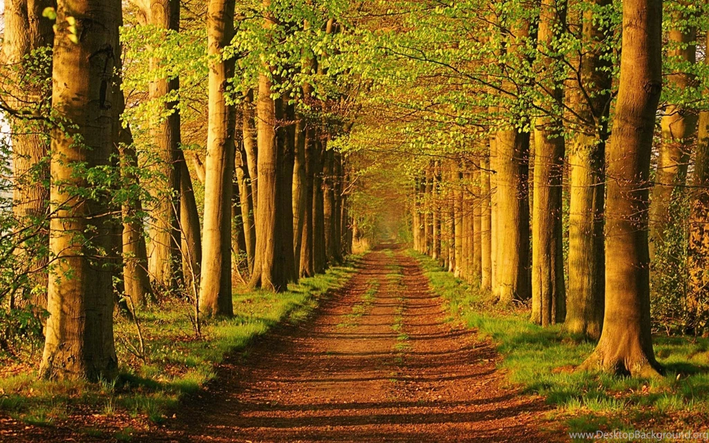Forest Trail Landscape Wallpapers Forest Landscape Wallpapers