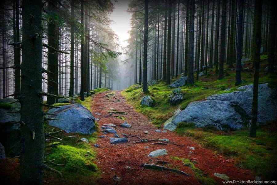 FOREST TRAIL WALLPAPER   (
