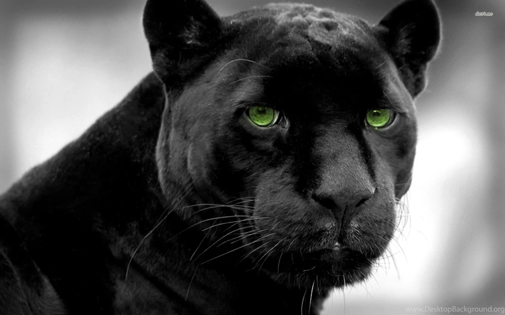 1920x1200 Black Panther Backgrounds By Sharon Ray