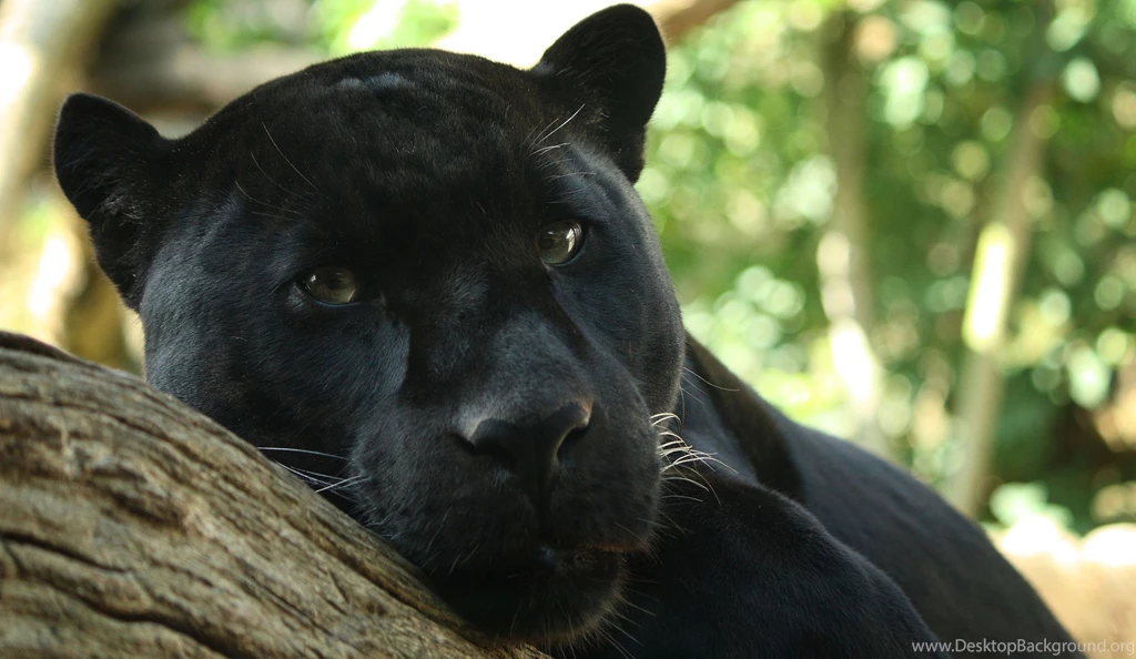 94 Black Panther HD Wallpapers