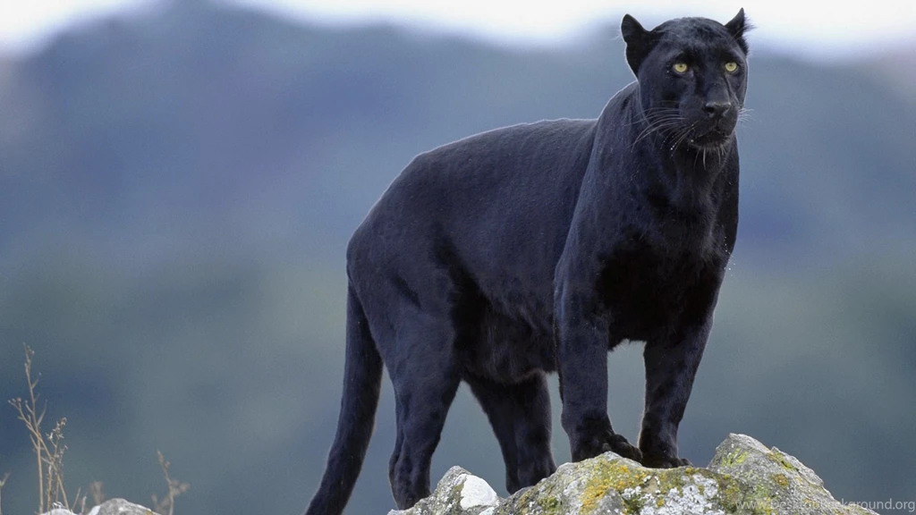 Wallpapers Of The Day: Free Black Panther
