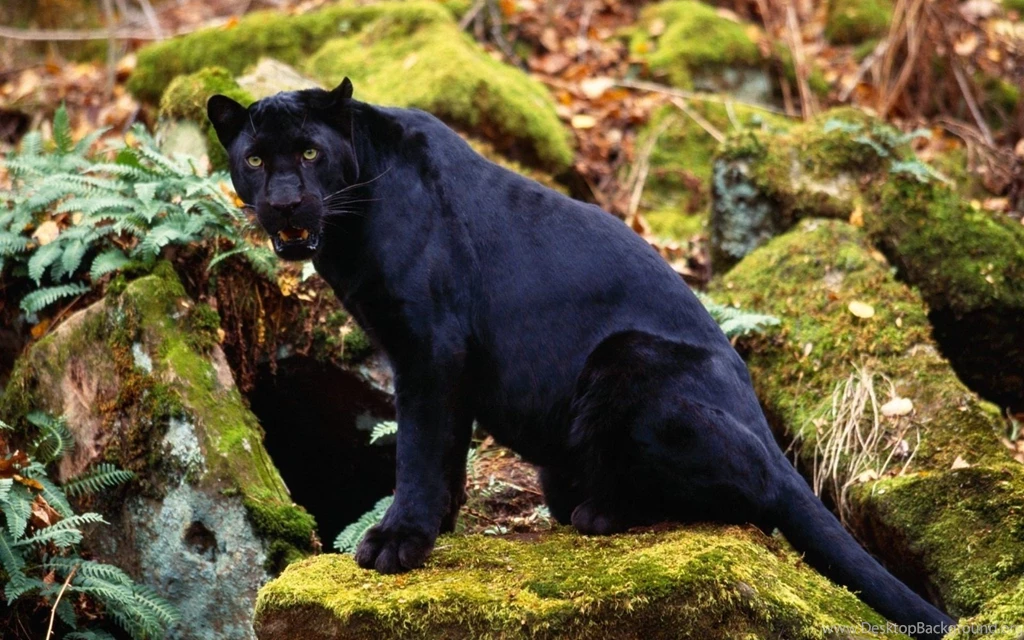 94 Black Panther HD Wallpapers