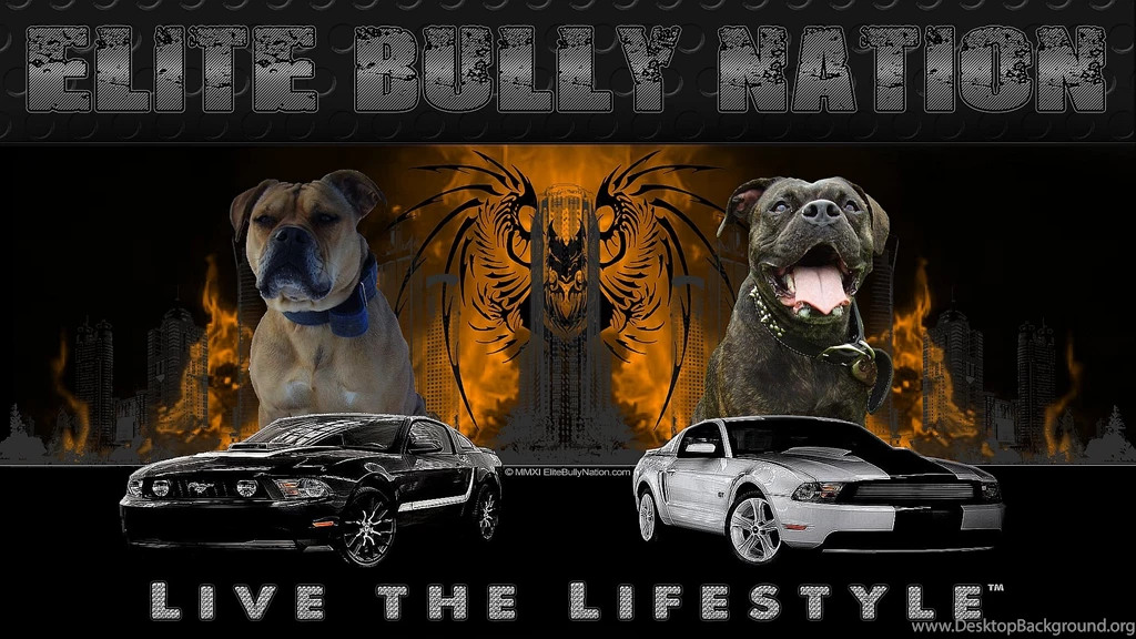 Wallpapers Pitbull 1920x1080