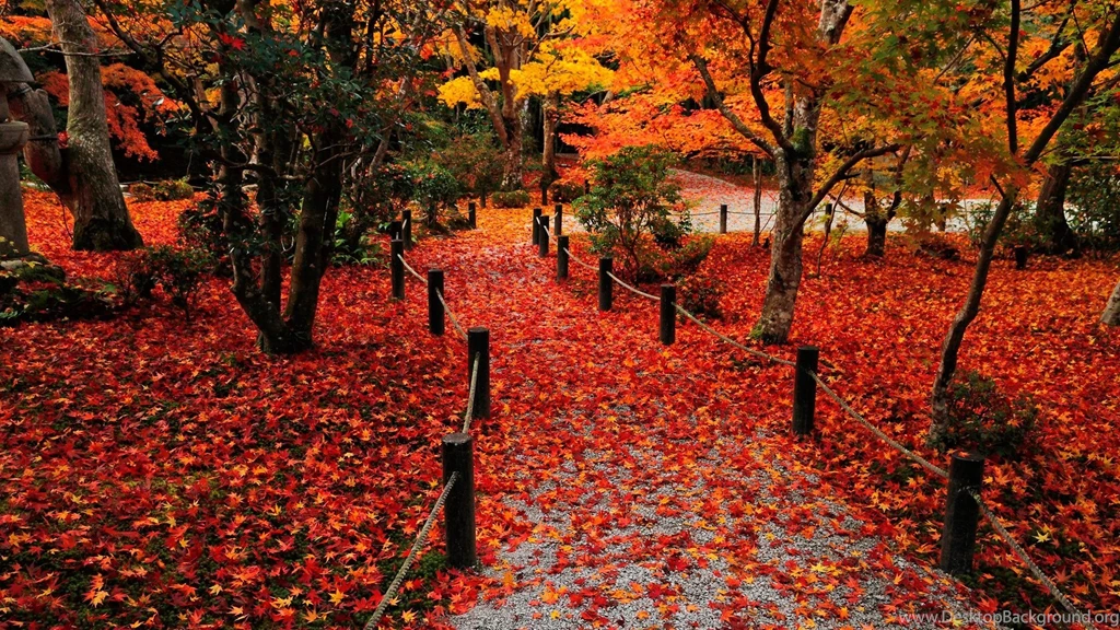 Autumn Leaves Wallpapers 1080p Ndemok.com