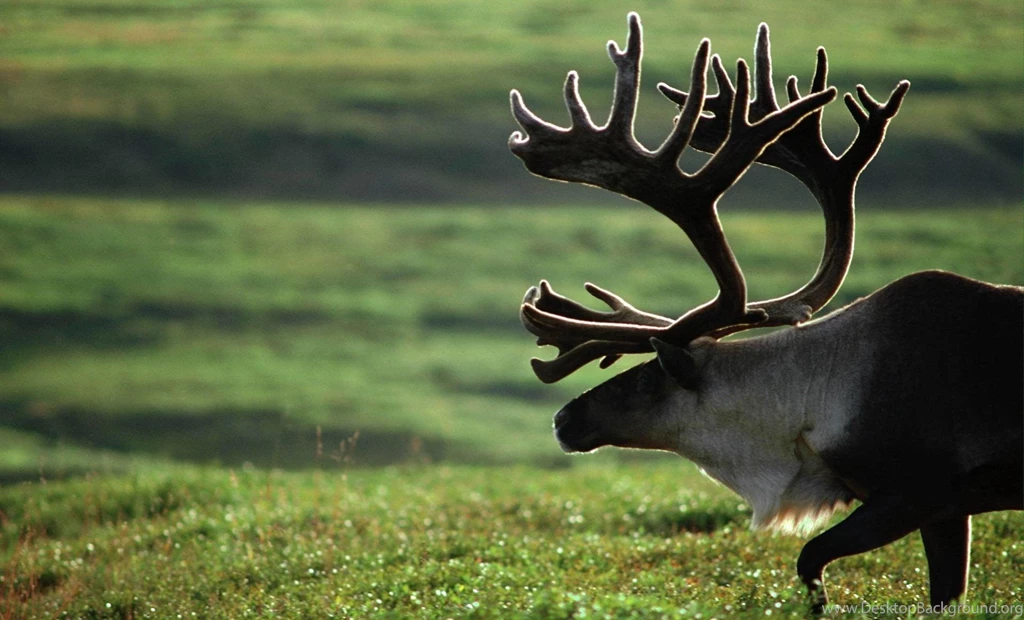 Moose On Tundra >> HD Wallpaper, Get It Now!