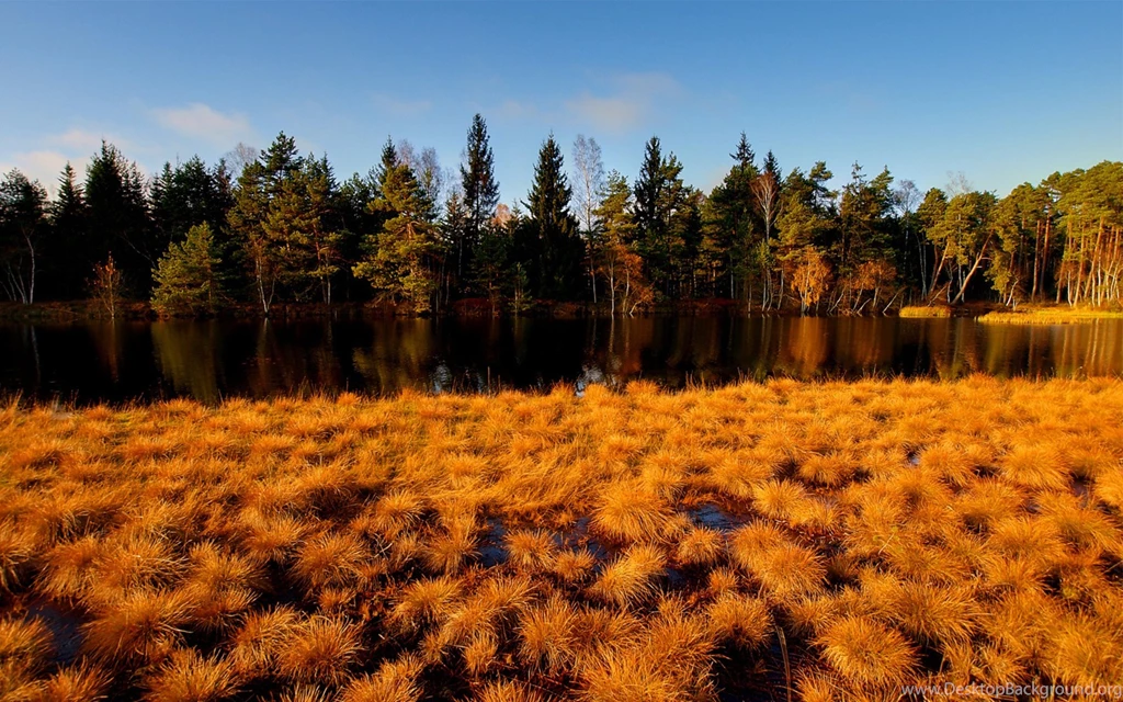 Tundra Wallpapers