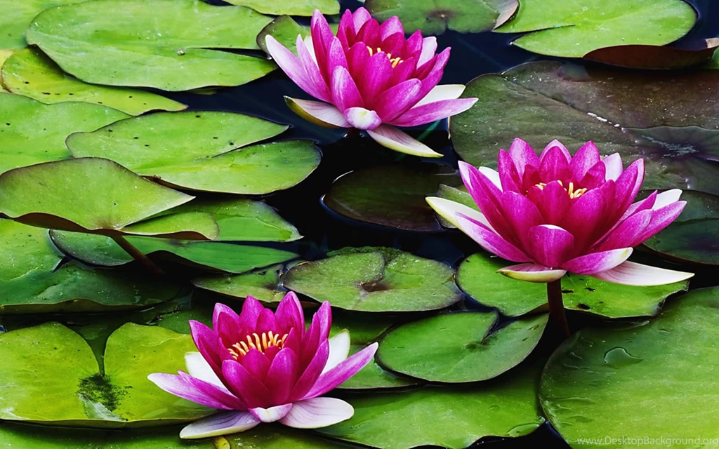 Water Lily Flower Wallpapers HD Of Beautiful Lotus Flowers