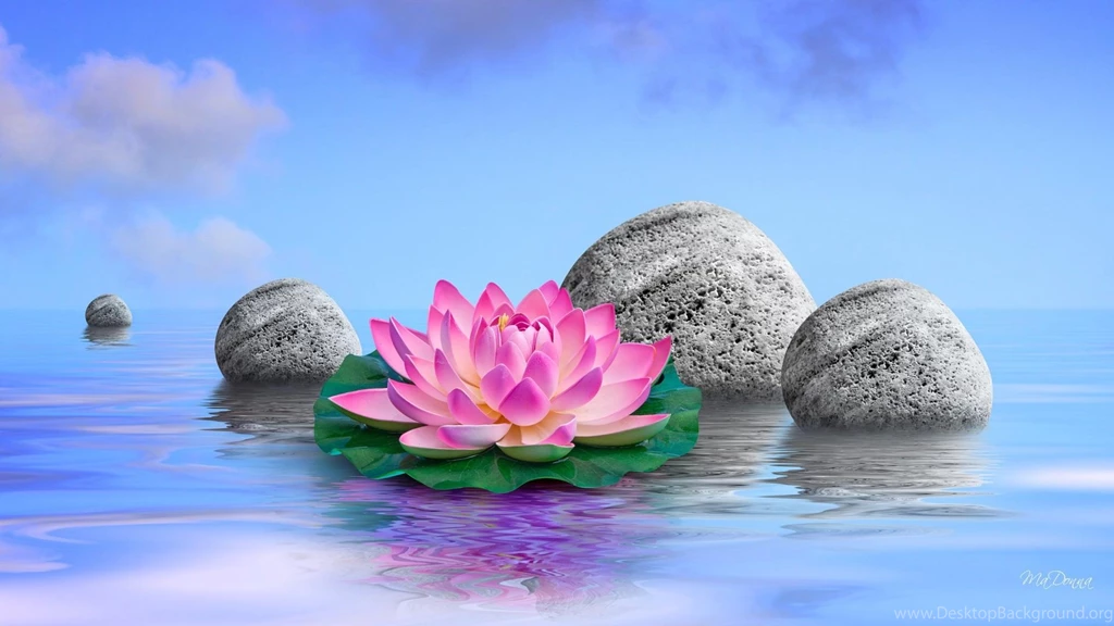 Water Lily Perfection (