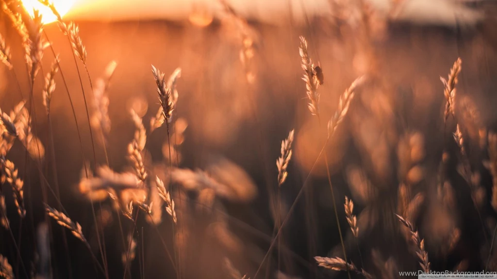 Golden Sun Rays Field HD Desktop Wallpapers : Widescreen : High ...