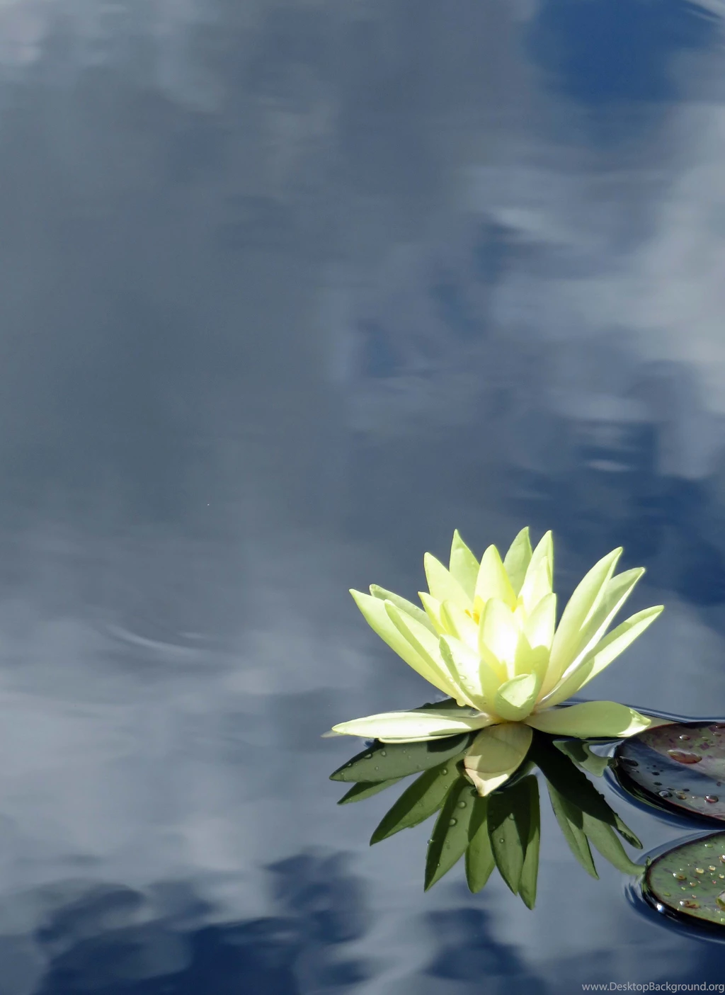 Water Lily Paintings And Photos