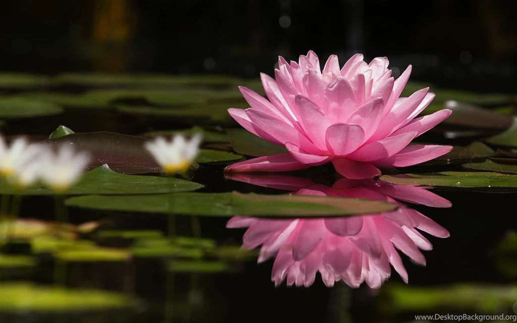 Water Lily Pink Wallpapers