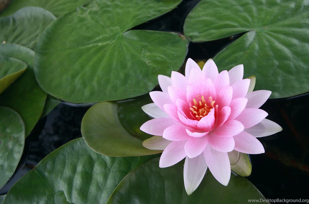 Download Wallpapers Water Lily, Water, Leaves, Pond HD Backgrounds