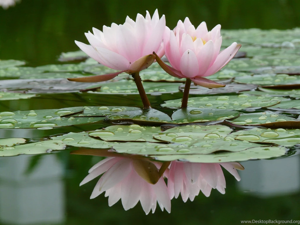 Desktop Wallpapers · Gallery · Nature · Beauty Water Lily