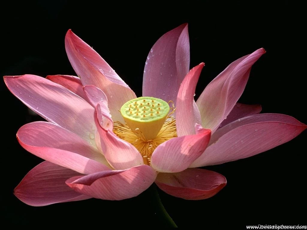 Desktop Wallpapers » Flowers Backgrounds » Water Lily, Taipei ...