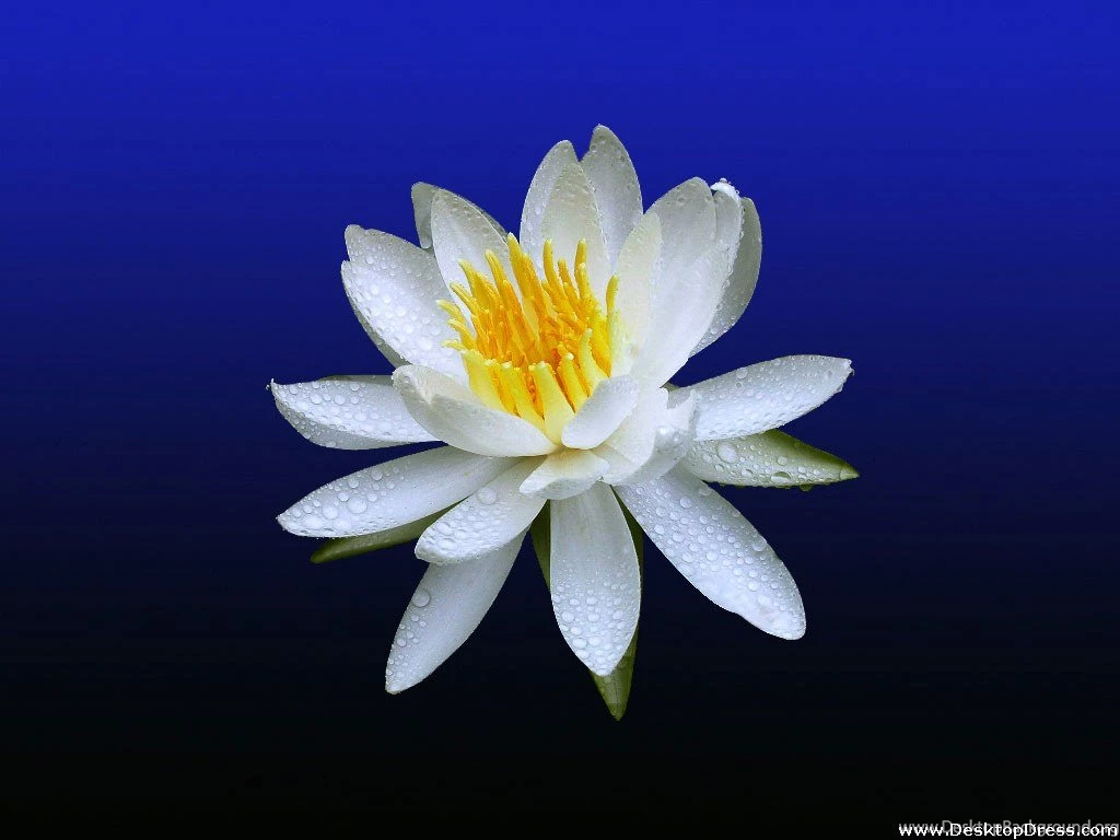 Desktop Wallpapers » Flowers Backgrounds » White Water Lily » Www ...