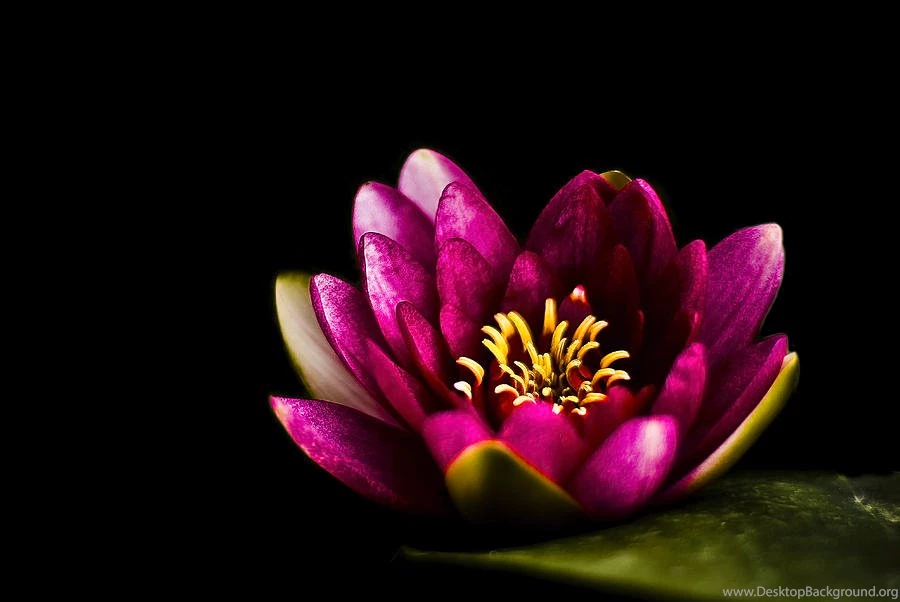 Water Lily In Pond On Dark Backgrounds Photograph By Alexandre Fundone