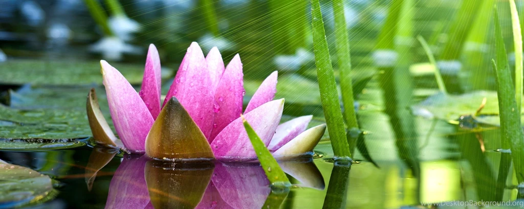 Download Wallpapers 2560x1024 Flower, Water Lily, Lotus, Water ...