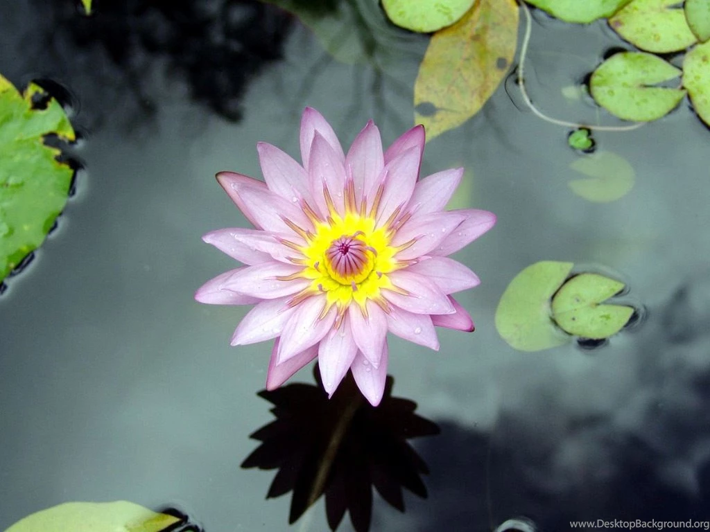 Desktop Wallpapers · Gallery · Nature · Dissolving A Water Lily ...