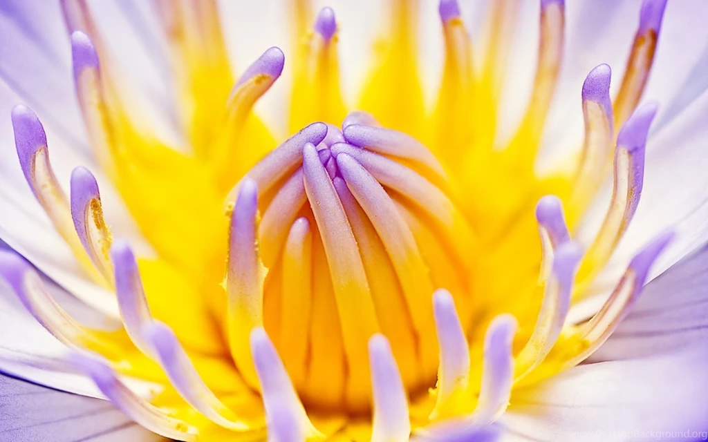 Purple Water Lily Wallpapers