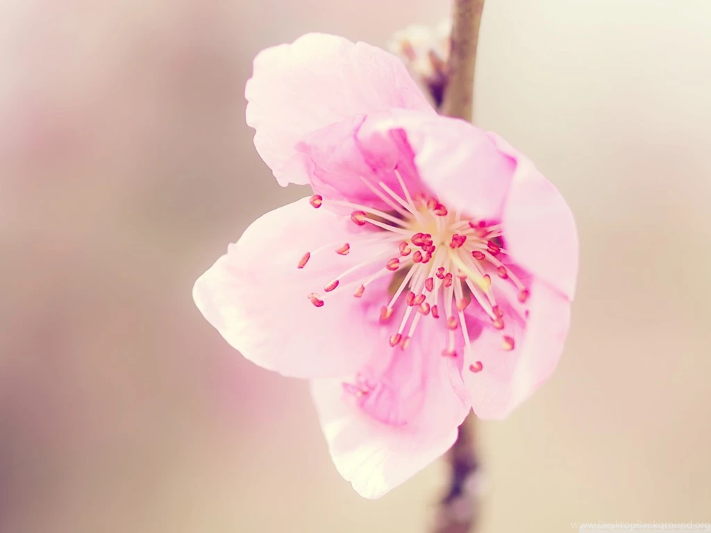 Pretty Pink Flower HD Desktop Wallpapers : High Definition ...
