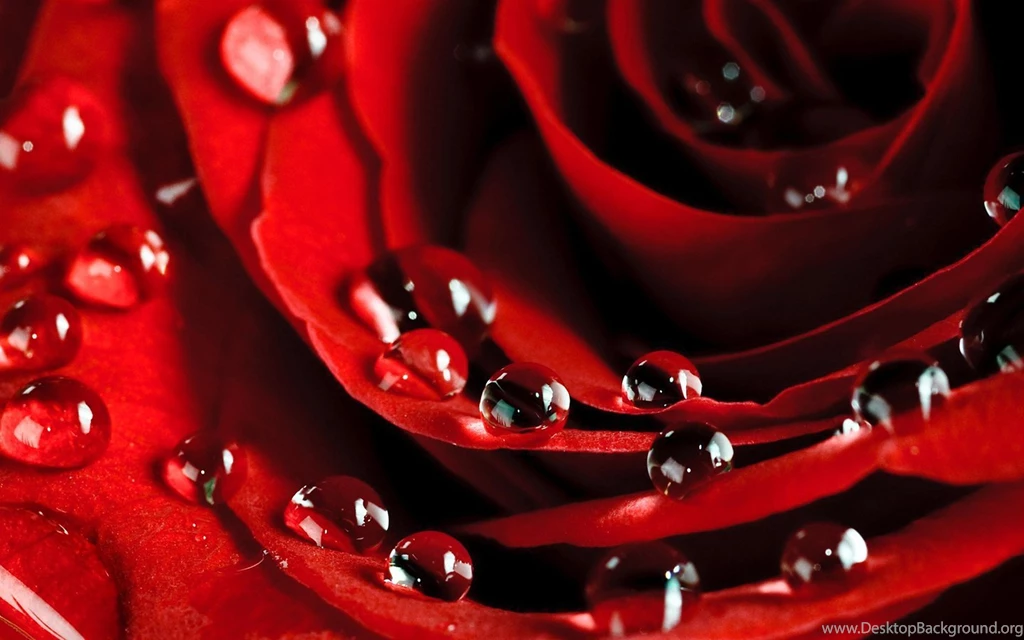 Raindrop Flower Live Wallpapers Android Apps And Tests AndroidPIT