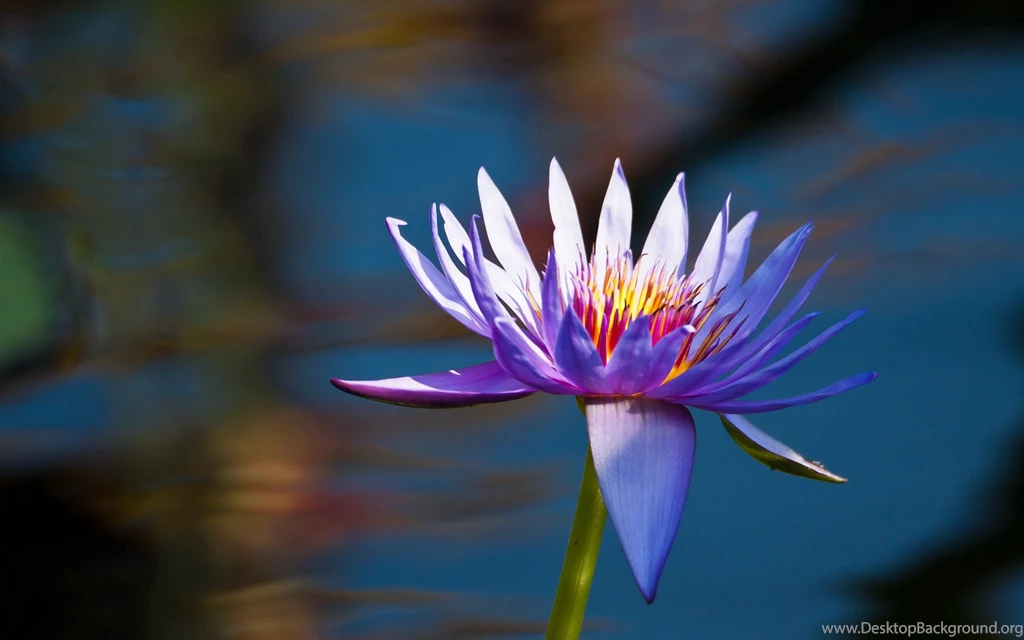 Lotus Flower Images And Wallpapers Download