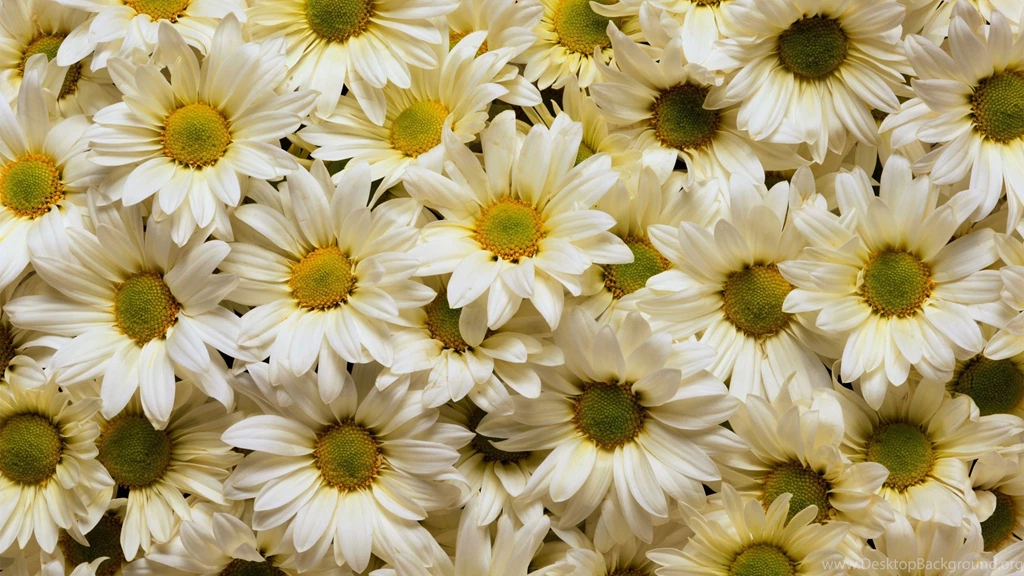 Wallpapers Tumblr White Daisies 2560x1440
