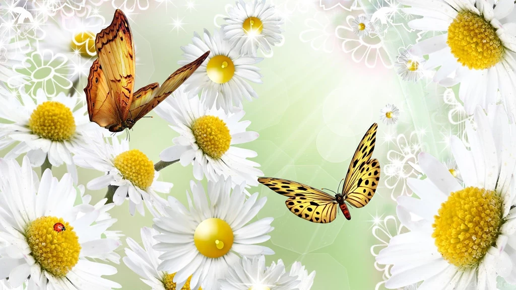 Outshine The Daisies >> HD Wallpaper, Get It Now!