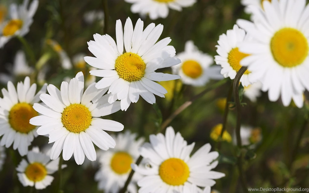 Daisies >> HD Wallpaper, Get It Now!
