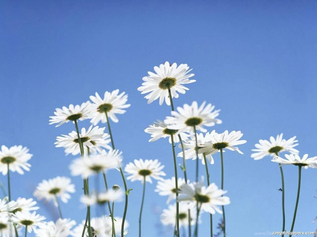 Sun Daisies Wallpapers