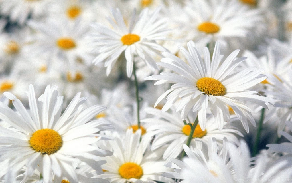 White Daisies Wallpapers And Images Wallpapers, Pictures, Photos