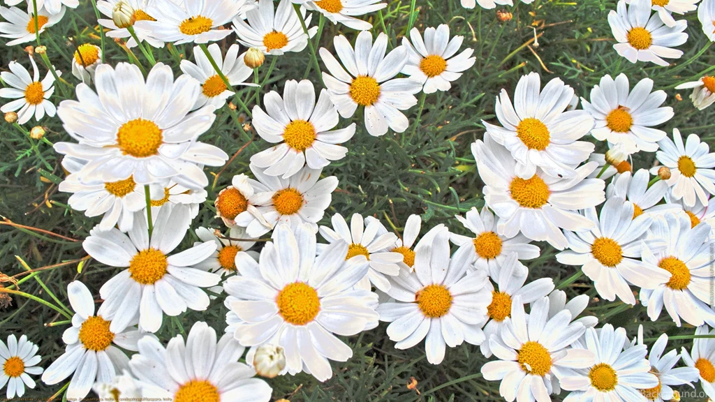 Regular Daisies Wallpapers Exclusive Wallpapers