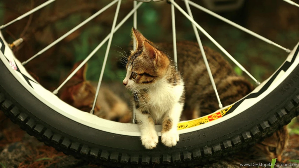 HD Wallpapers Widescreen   HD Wallpaper Backgrounds Of Your Choice