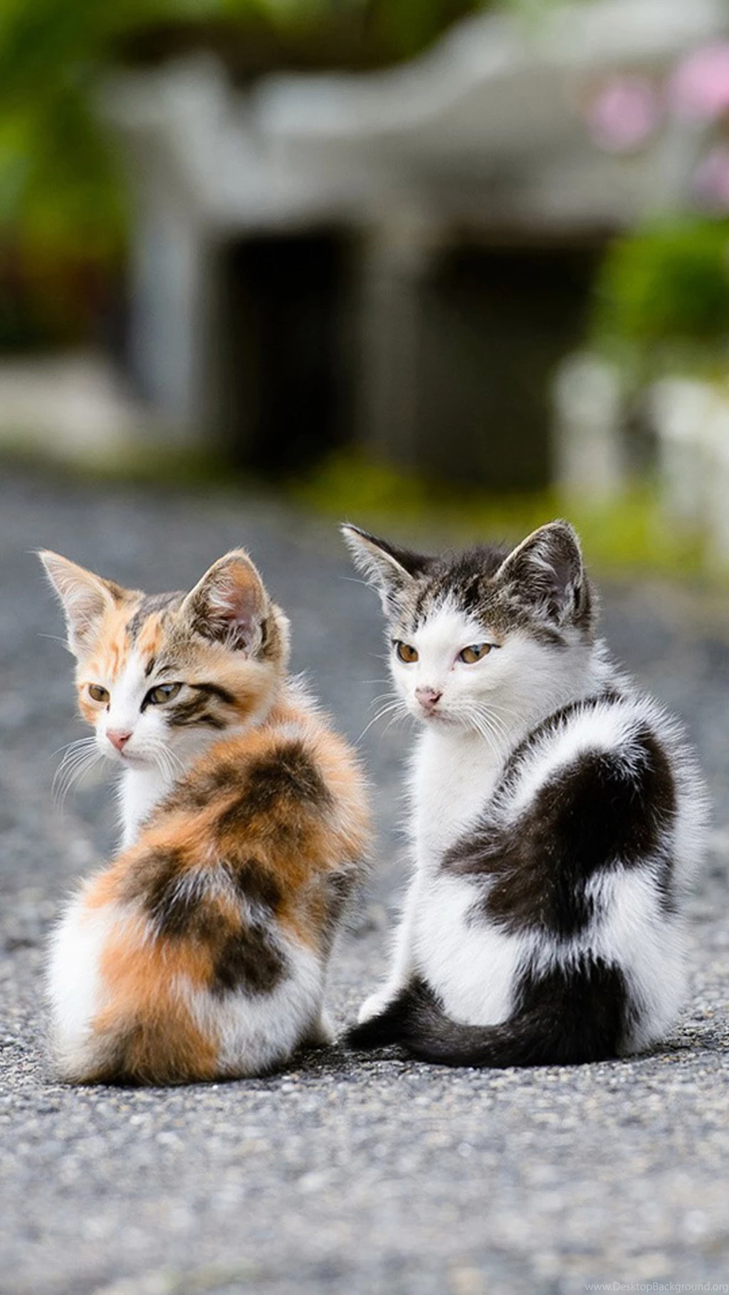 Cute Cat Wallpapers