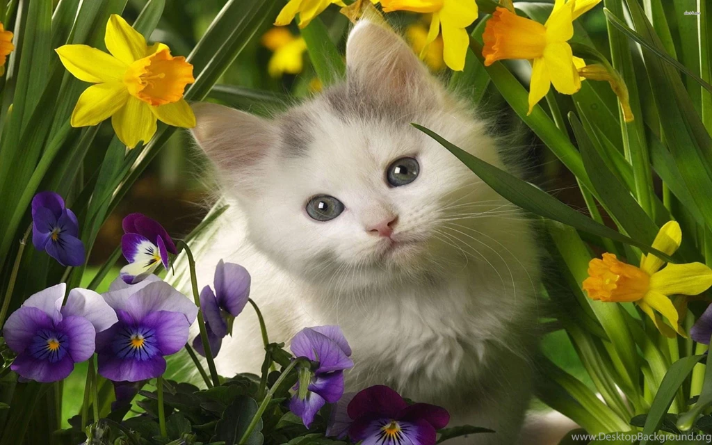 Index Of /kids pictures/cute cat wallpapers