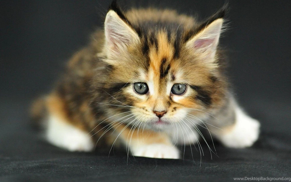 Cute Cats Gif Wallpaper.
