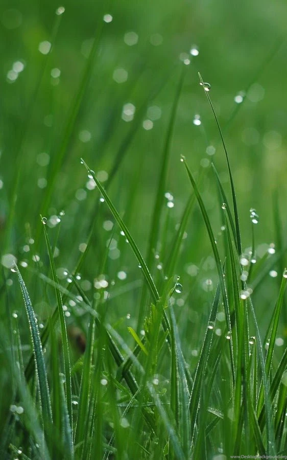 Beautiful Live Wallpapers Android Apps On Google Play
