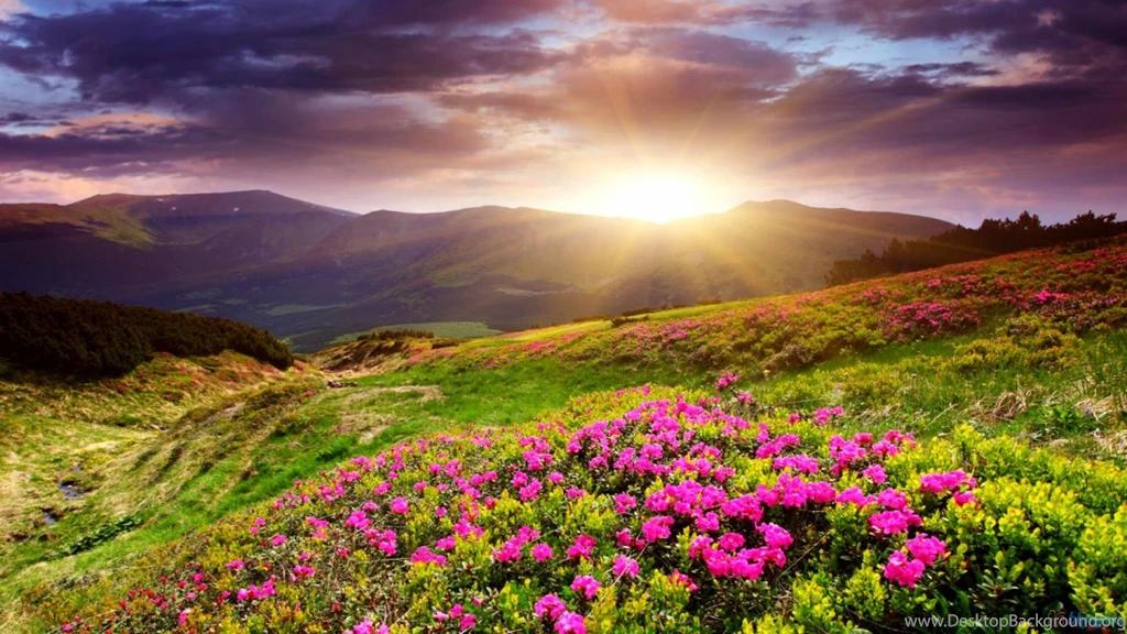 27 Wallpaper: Sunset In Flower Field 804 :: Sunset Field Hd Wallpapers