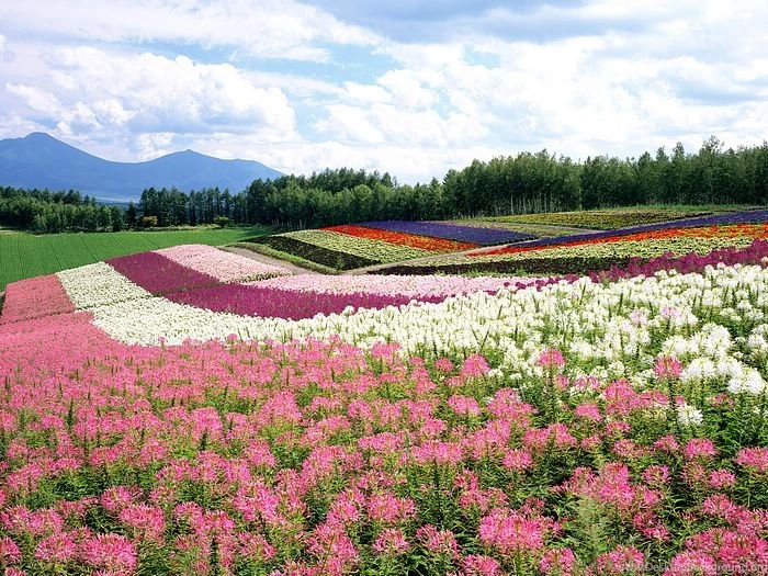 Flowers For Flower Lovers.: Flowers Sceneries Wallpapers.