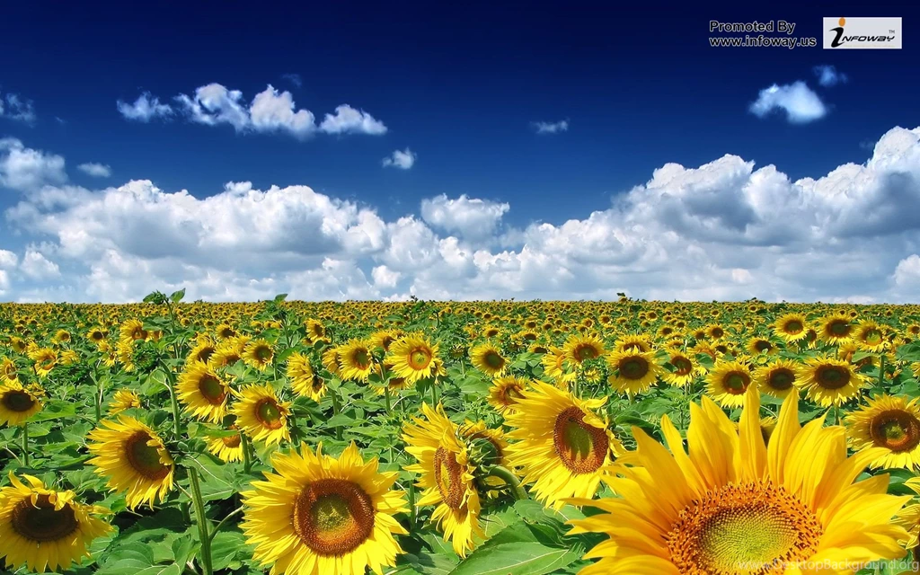 Beautiful Summer Scenery Photo 236 Of 413