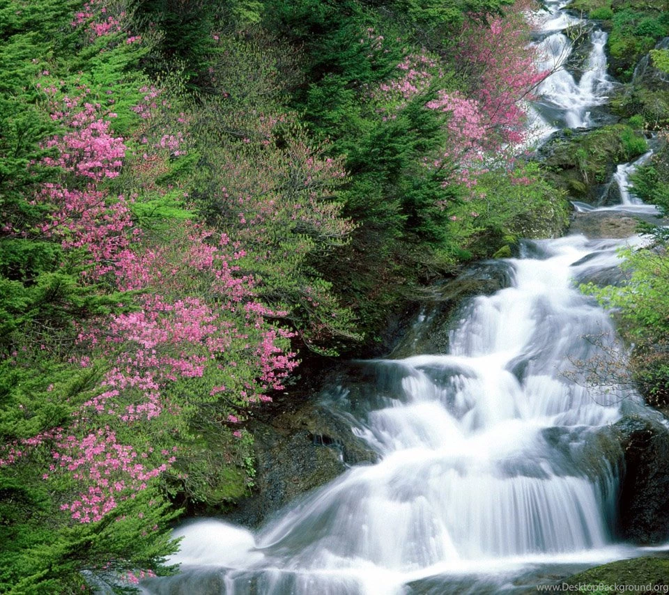 Flowers For Flower Lovers.: Flowers Sceneries Wallpapers.