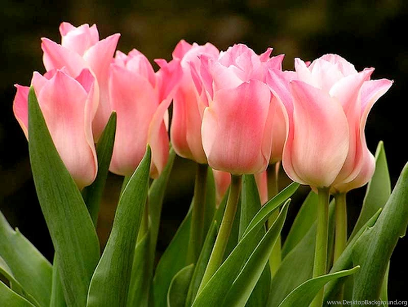 Beautiful Flower Scenes