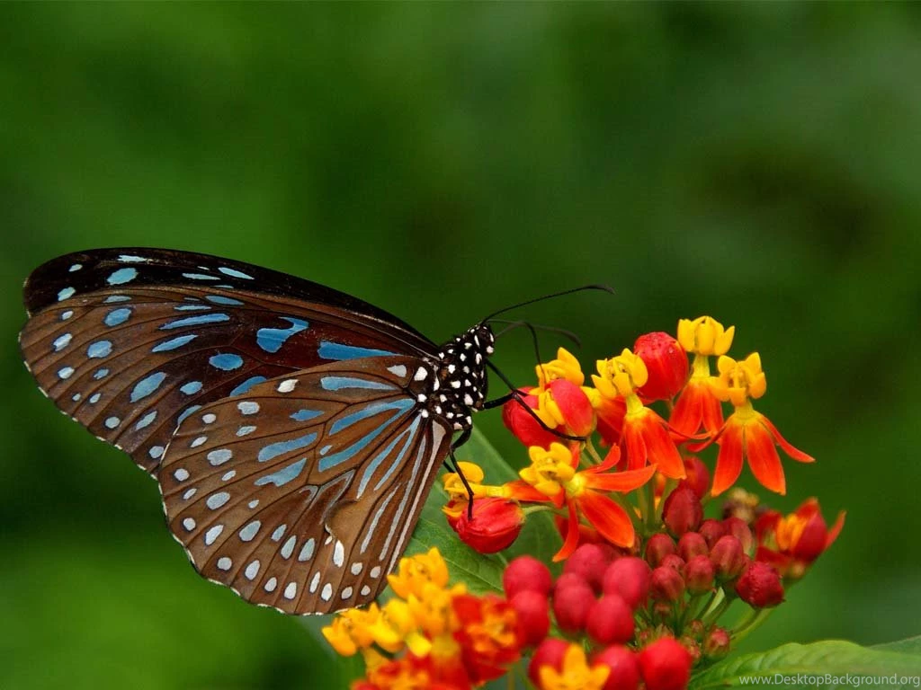 Beautiful Flower Scenery