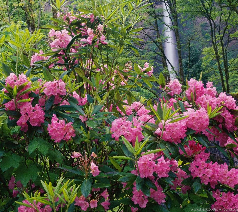 Flowers For Flower Lovers.: Flowers Sceneries Wallpapers.