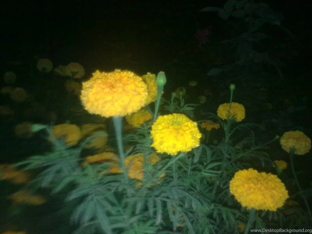 Yellow Flowers Sceneries Wallpapers Hd Size Wallpaper Backgrounds ...