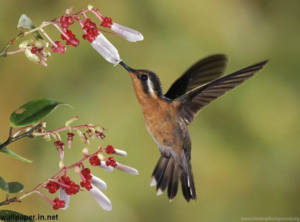 Beautiful Nature Wallpapers Free Download