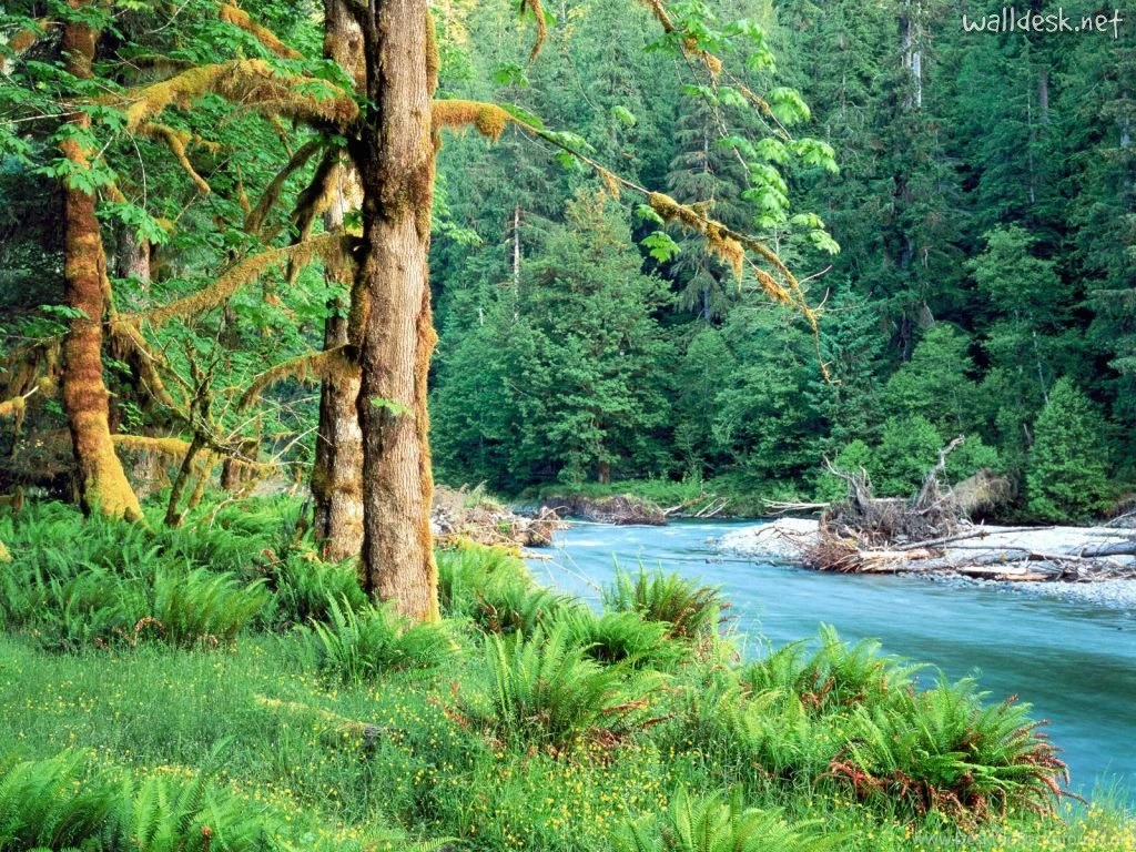 High Definition Forest Wallpapers