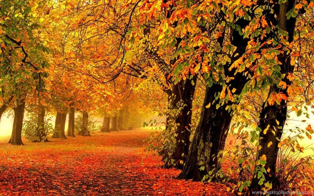 Golden Colors In The Forest HD Wallpapers