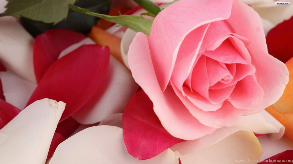 Pretty Rose Backgrounds Wallpapers Zone